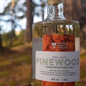 Pinewood Gin
