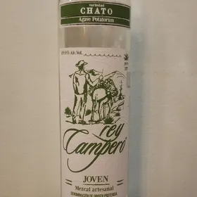 Rey Campero Chato (Agave Potatorum)