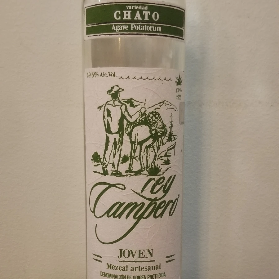Rey Campero Chato (Agave Potatorum)