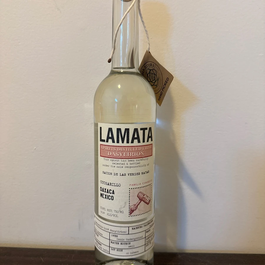 Lamata Dasylirion